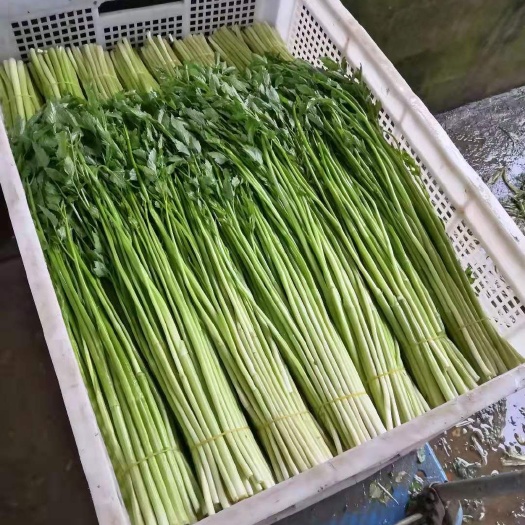 合肥野芹菜  长期大量供应野山芹