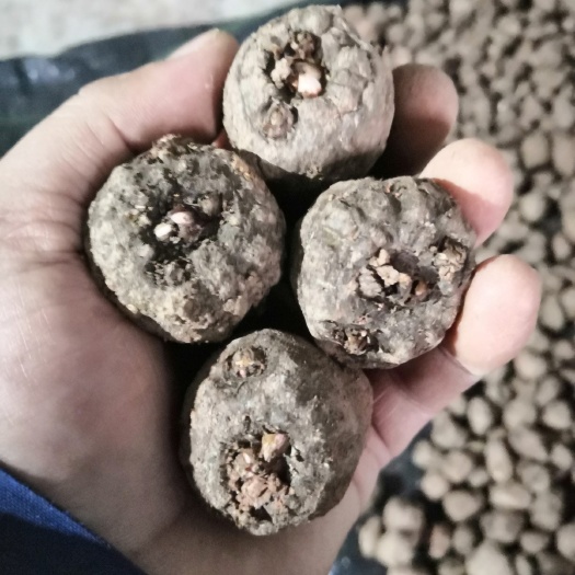仁寿县复混肥  14—5—26高钾复合肥，果蔬、魔芋种植膨大期