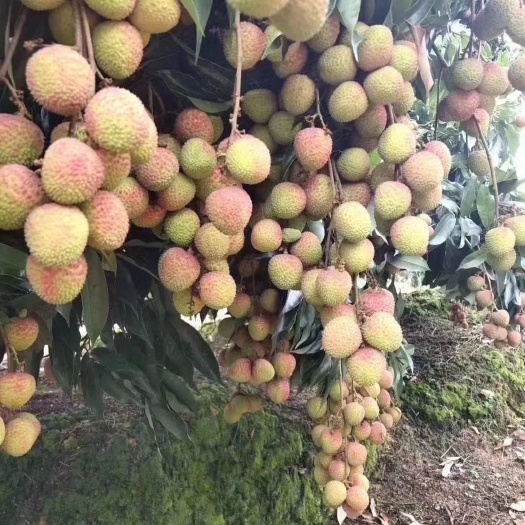 灵山县妃子笑荔枝苗 嫁接苗 裸根苗