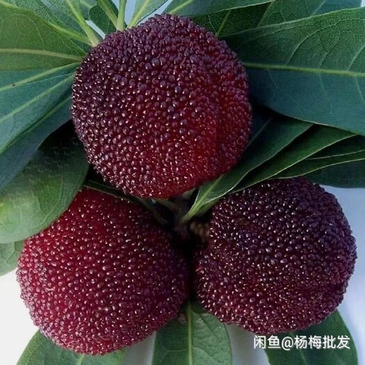 汕头 金灶杨梅