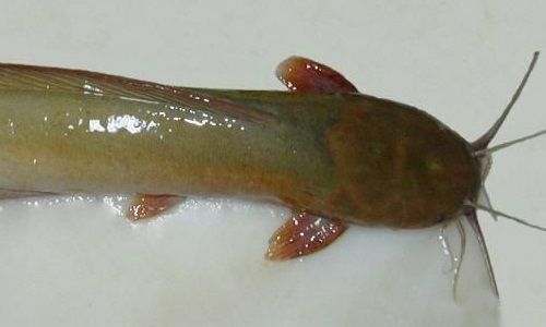 胡子鲶 塘角鱼