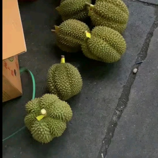 崇左 泰国金枕榴莲ab级果