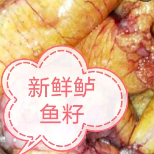 六安鲈鱼籽，黑鱼籽