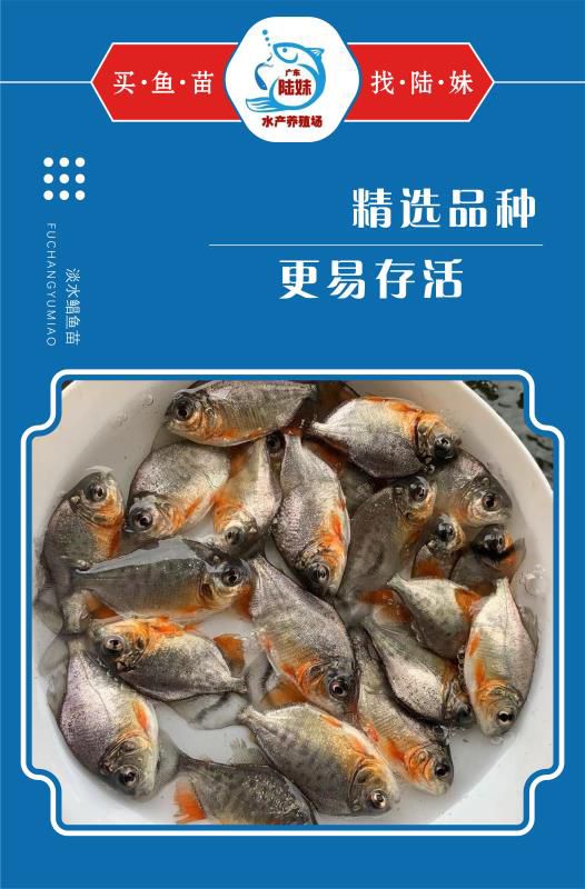 广州淡水红鲳鱼苗