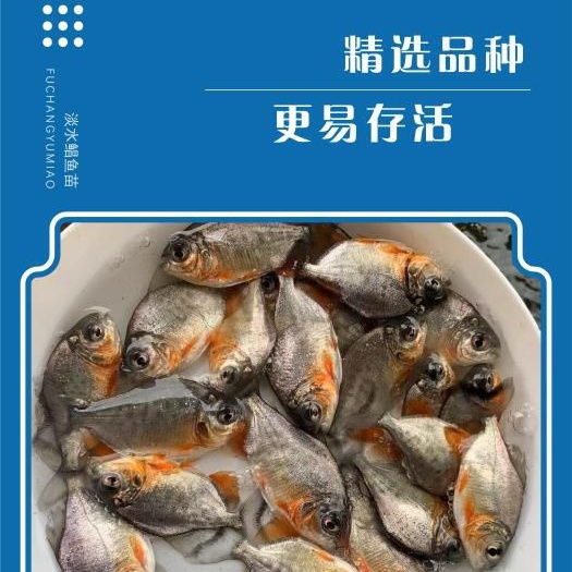 广州淡水红鲳鱼苗