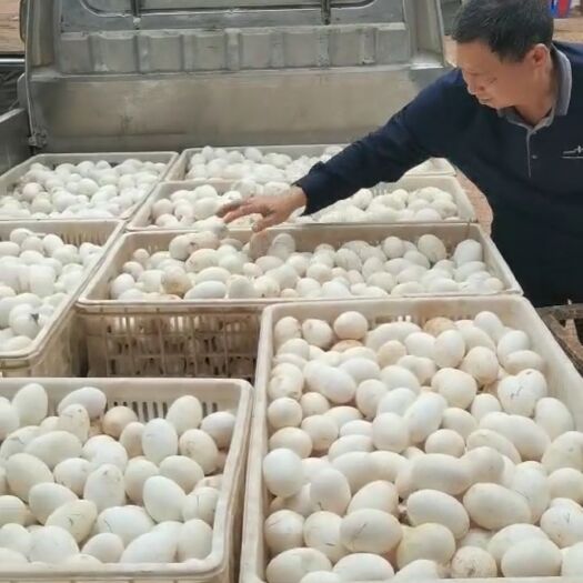 遂宁鹅蛋  种蛋，灰鹅种蛋。。。