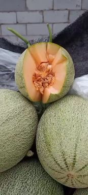 莘县甜瓜  晓密25，红金密，玉菇，鲁厚甜，久红瑞