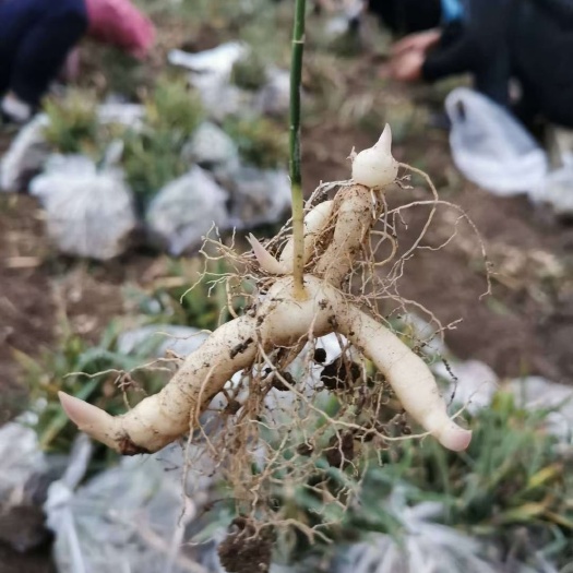 黄精种苗  正宗鸡头黄精苗，黄精苗，产地直销