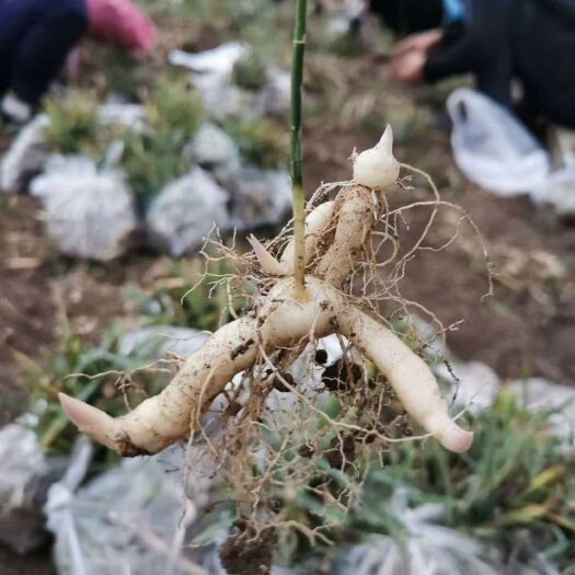 留坝县黄精种苗  正宗鸡头黄精苗，黄精苗，产地直销