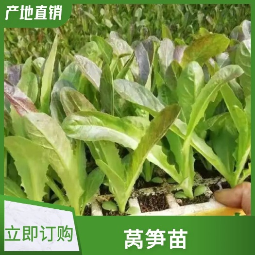 白菜苗  紫叶香芛苗，苗清秀看上的老板可以来公司观看