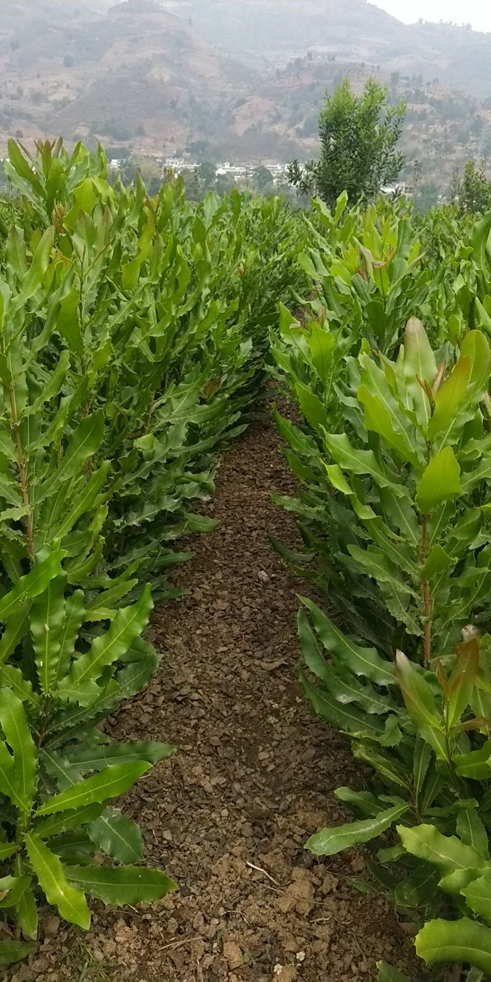 夏威夷果苗，直生杯苗20000株