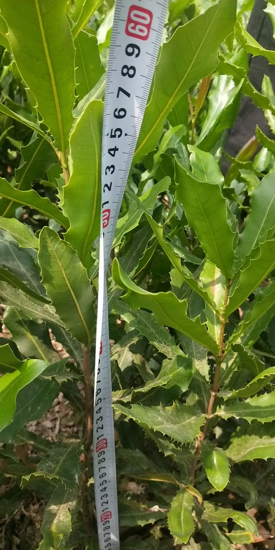 夏威夷果苗，直生杯苗20000株