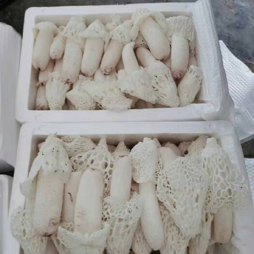 贵州新鲜竹荪 新鲜织金竹荪 竹荪鲜货 新鲜红托竹荪