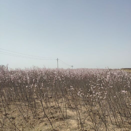 会宁县杏树苗 实生苗
