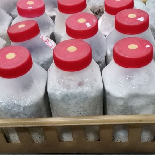 枣庄鸡枞菌菌种 黑皮鸡枞菌包研发生产种植技术指导销售