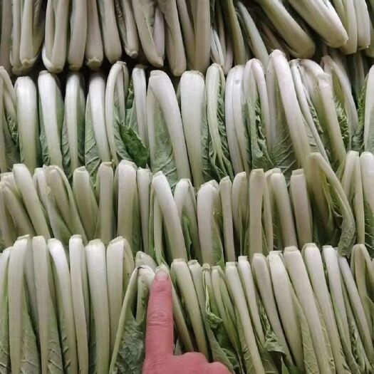 成都毛白菜  专业种植小白菜，飘儿白。