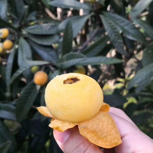 苏州白沙枇杷  东山白玉枇杷产于苏州市吴中区洞庭东山镇莫厘村丰圻，现接受预订