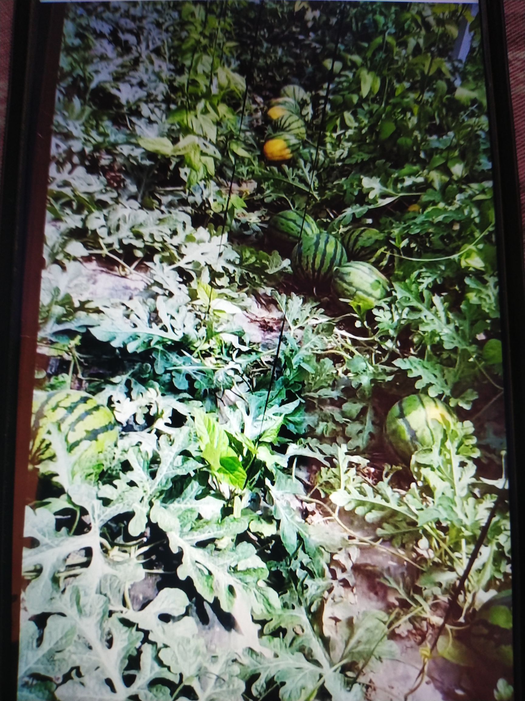 精品甜王西瓜