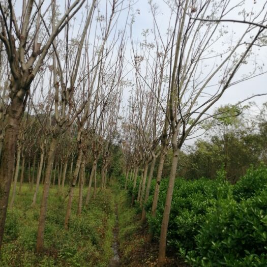建德市 黄山栾树出售