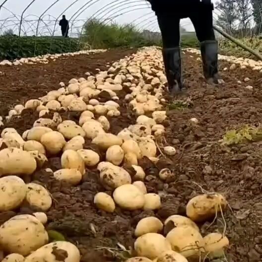 沃土5号  黄皮黄心大棚土豆产地直销  个头大质量好，皮毛光