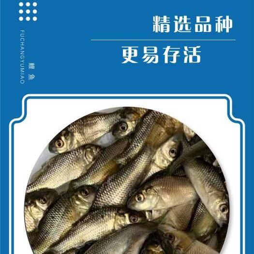 广州鲤鱼苗