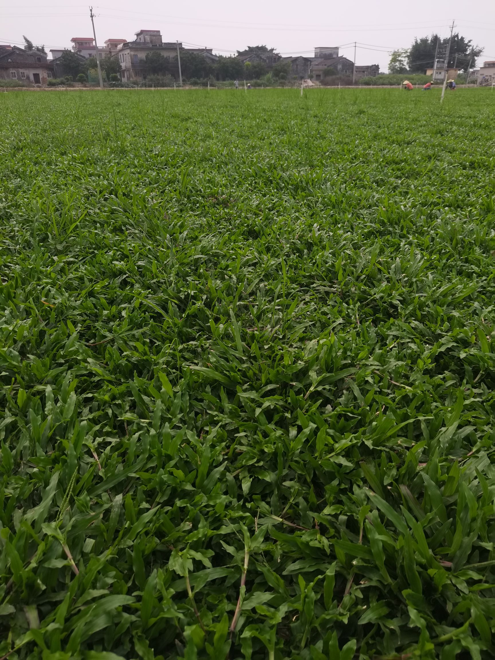 大叶油草卷图片