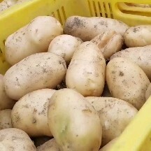 城固县沃土5号土豆，大量有货，皮靓，个大