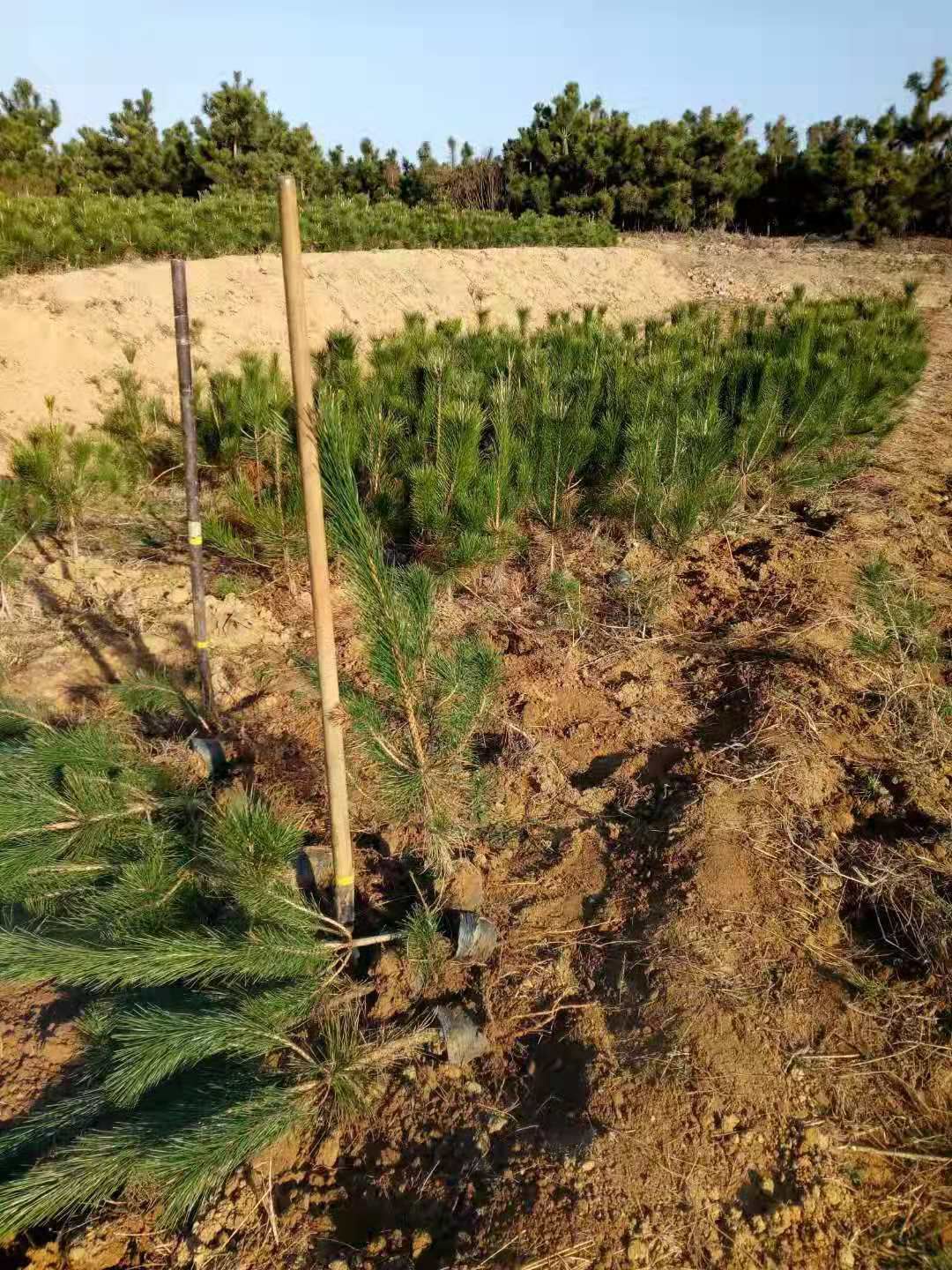黑松苗 黑松价格 优质供应商 长期大量供应 公司运营