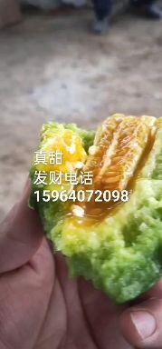 博洋甜瓜 山东省滨州市惠民县 一级果 