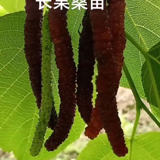 灵山县四季长果桑苗