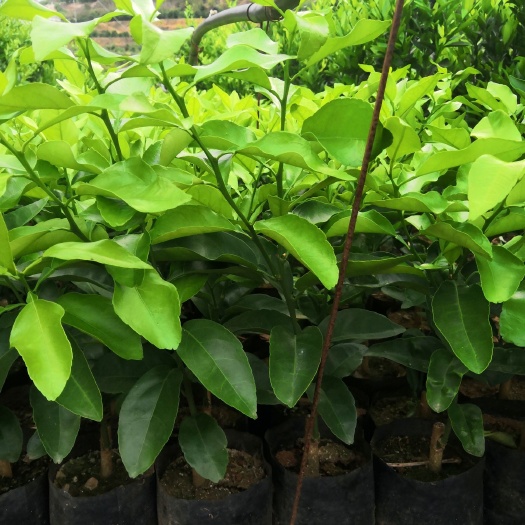 华宁县香橙苗 杯苗袋苗 0.5米以下 