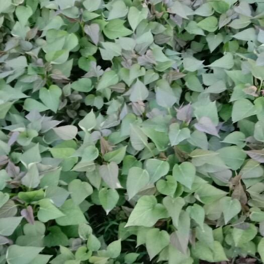 沈丘县商薯19红薯苗  原种红薯苗