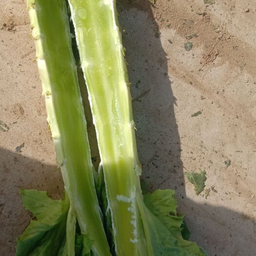 定州市青尖叶莴笋 我处万亩蔬菜基地，直接定购，没有中间商，有各种蔬菜，白菜，甘