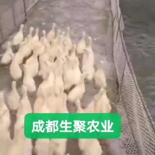 大邑县三花鹅苗 诚信经营：出售大三花出壳苗，条鹅，欢迎预定。