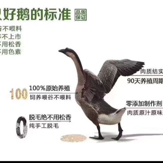 佛山广东黑棕鹅   光鹅批发