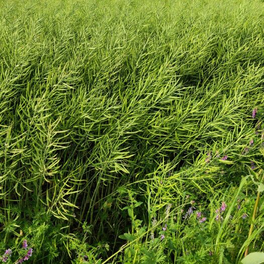 凤阳县2021新油菜籽预定