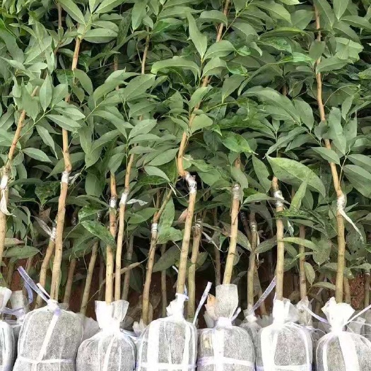 灵山县无核荔枝苗