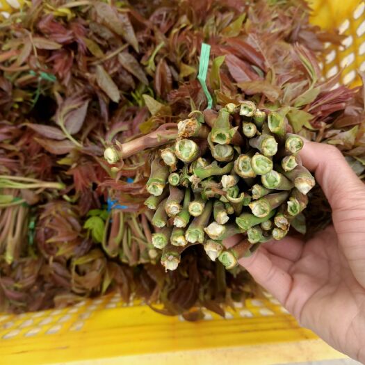 新泰市 红油香椿，香椿芽   香椿芽  大量二茬  大量二茬供应