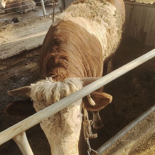 阳信县 改良牛肉牛