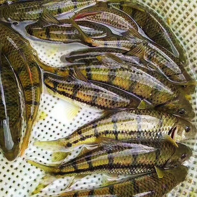 淡水石斑鱼苗  溪水石斑鱼苗欢迎学习养殖技术