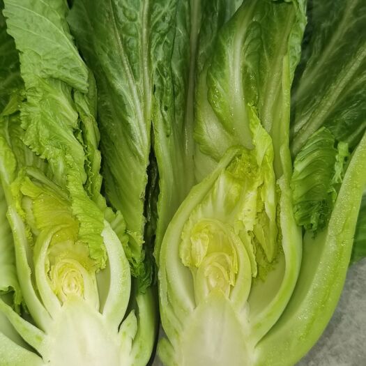 嵩明县 包心芥菜4两到1斤的品质好
