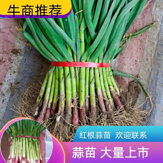 行唐县红根蒜苗