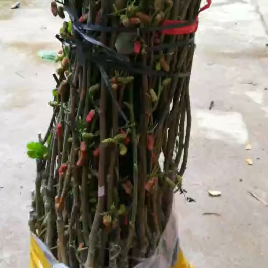 灵山县无籽大十果桑苗  四季大果桑苗
