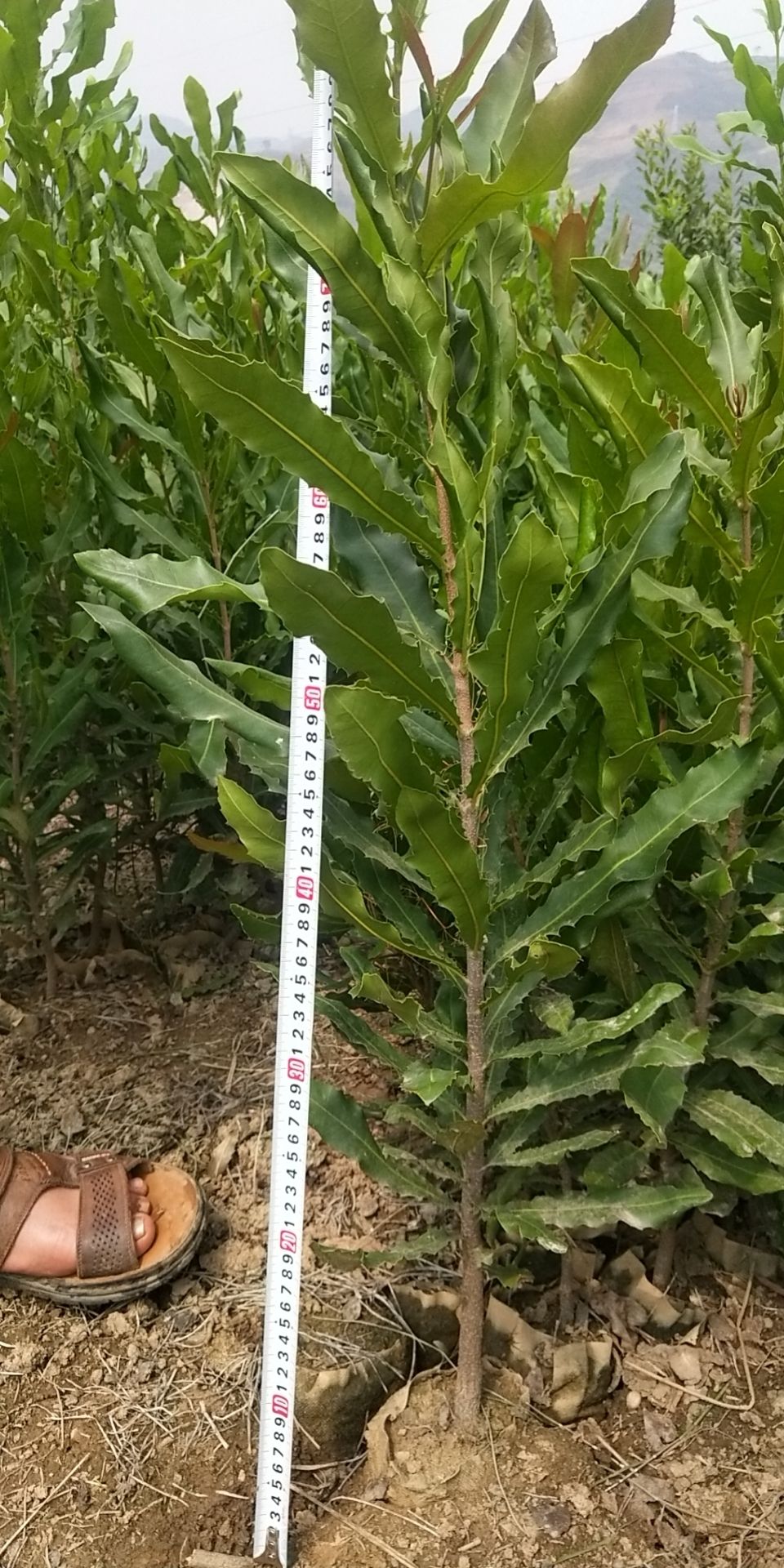 夏威夷果苗，直生杯苗20000株