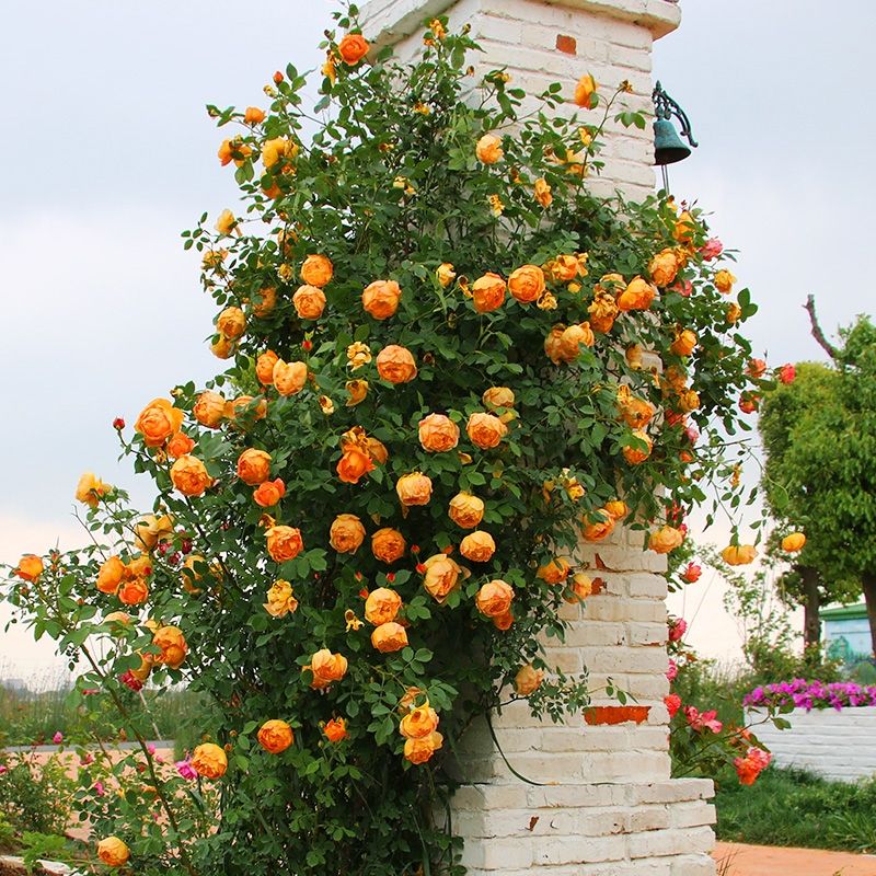 蜂蜜焦糖月季盆栽花苗阳台庭院耐热多花藤本月季蔷薇四季开花卉
