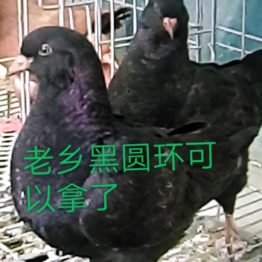 沈丘县环鸽 800-1000克