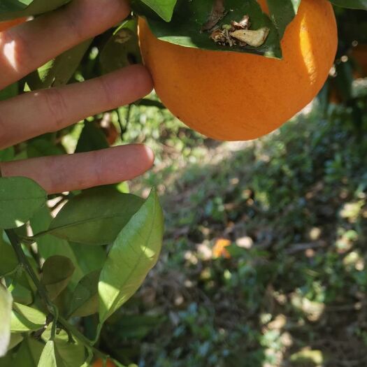 巫山伦晚脐橙 重庆市重庆市巫山县 一级果 