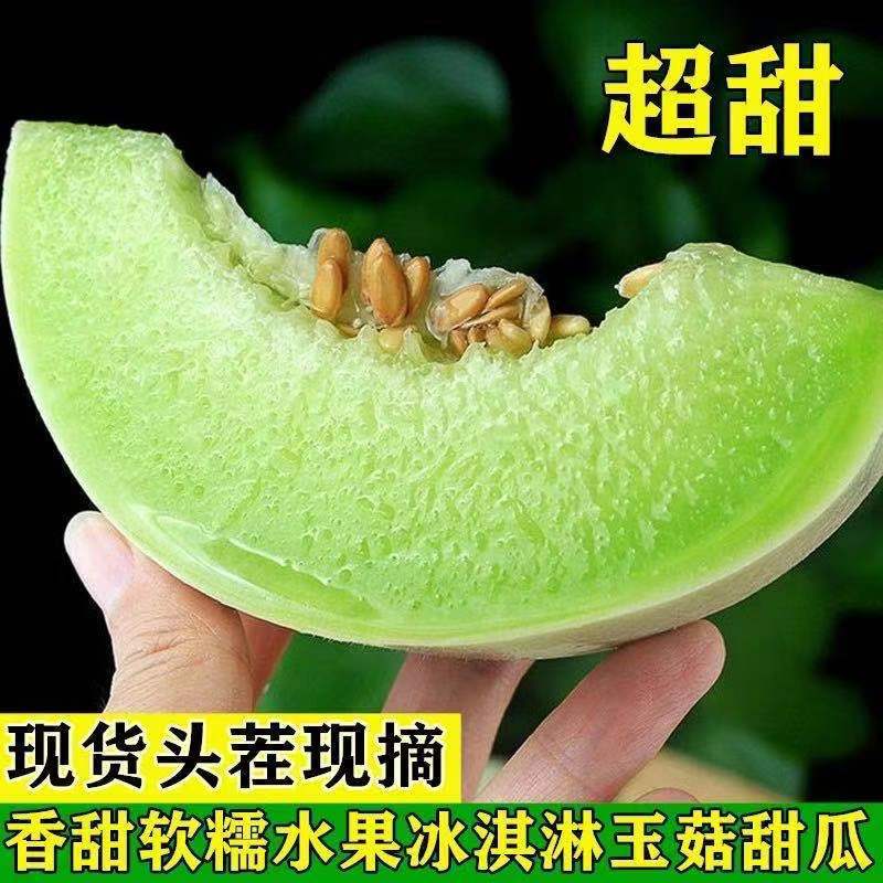 山东聊城莘县新鲜玉菇甜瓜 当日采摘现发货 产地直供批发