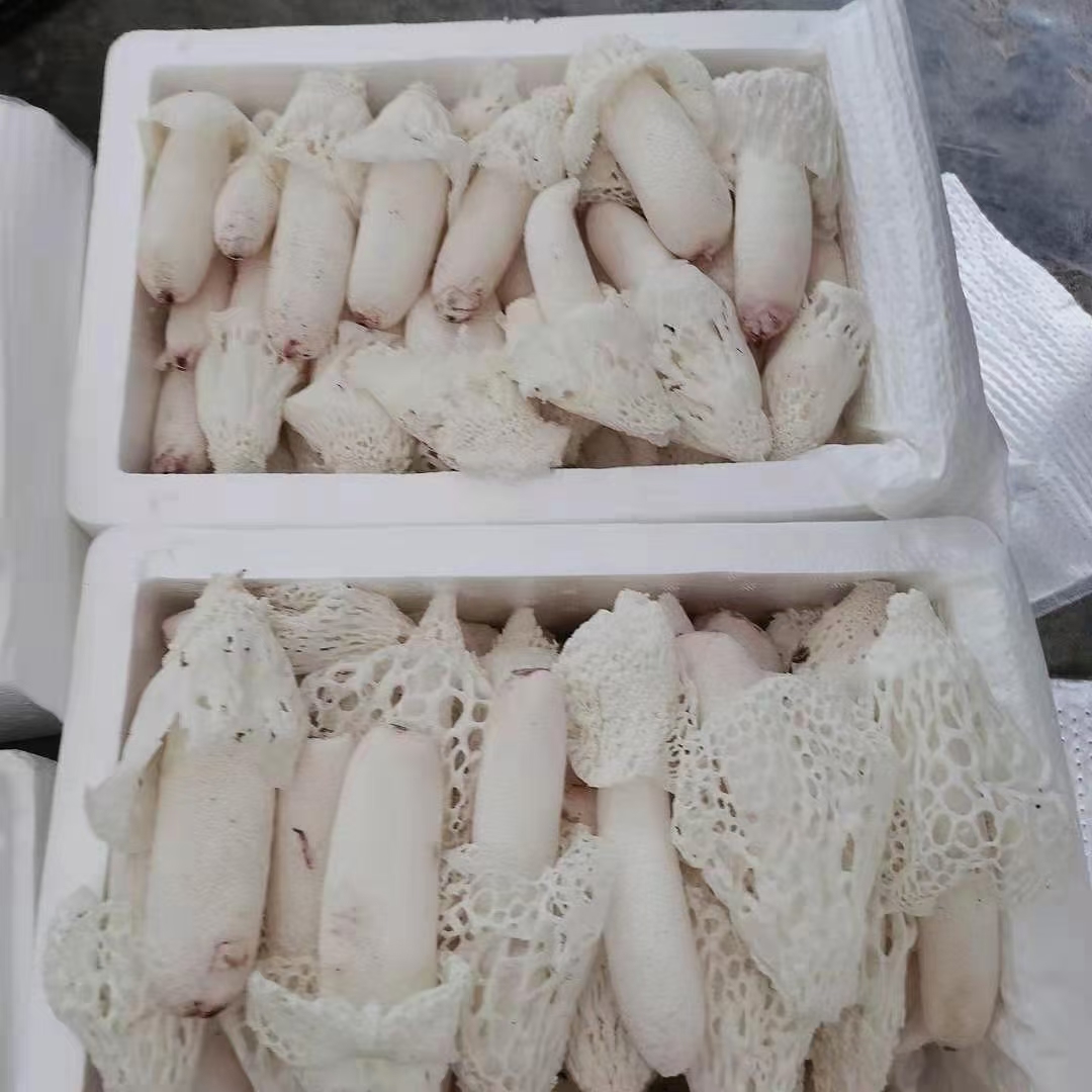 贵州新鲜竹荪 新鲜织金竹荪 竹荪鲜货 新鲜红托竹荪