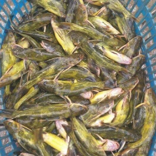 黄颡鱼  黄骨鱼 鲜水塘养殖 喂虫养殖